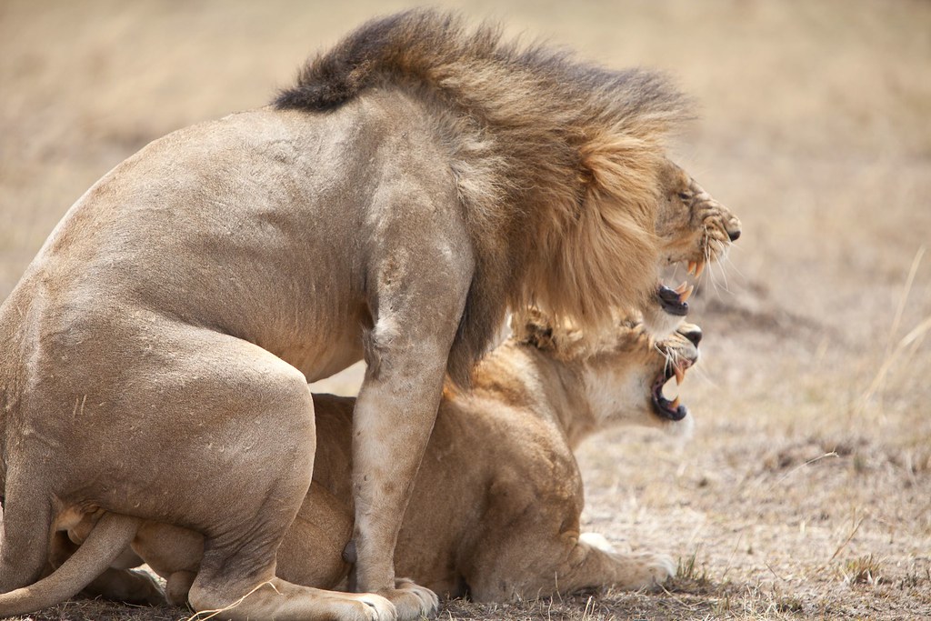 Lions mating Pekka Tikkanen Flickr.