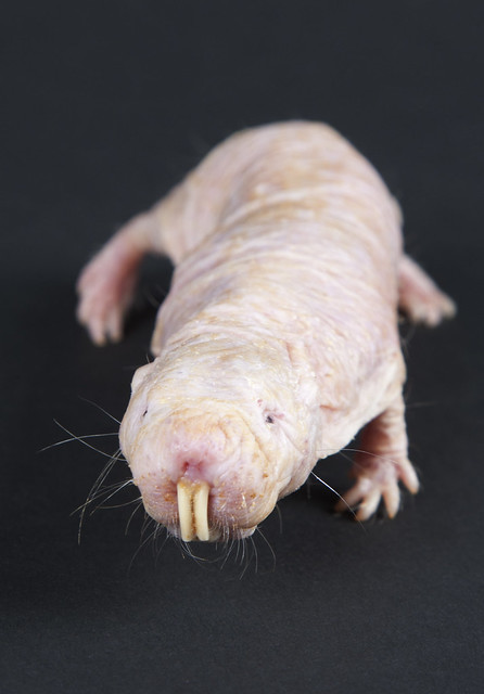 Ideal Ectoderm Of The Naked Mole Rat Gif