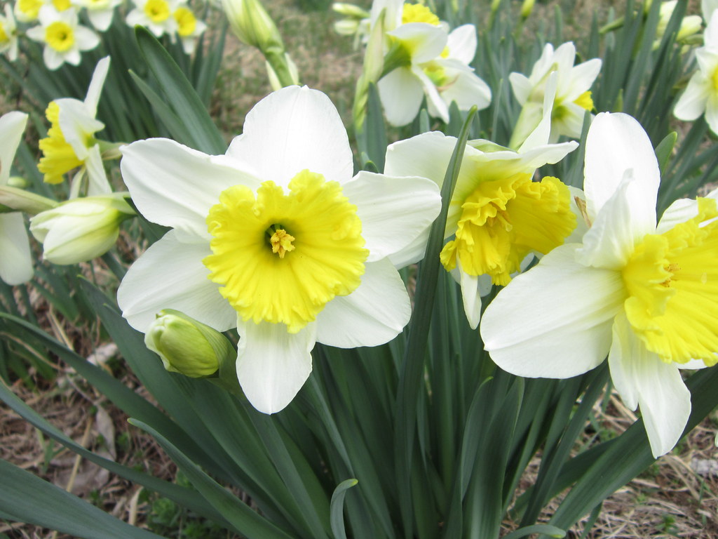 Narcissus fully in bloom  I went to check out the place we 