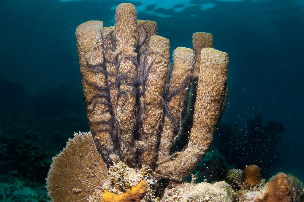 Sponges of Flower Garden Banks National Marine Sanctuary