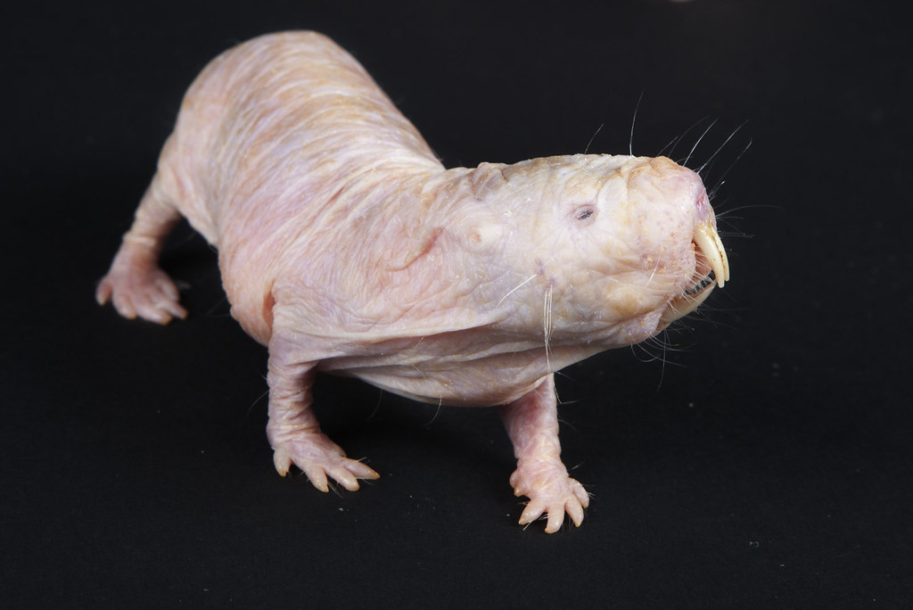 Rare cancer cells discovered in naked mole rats 