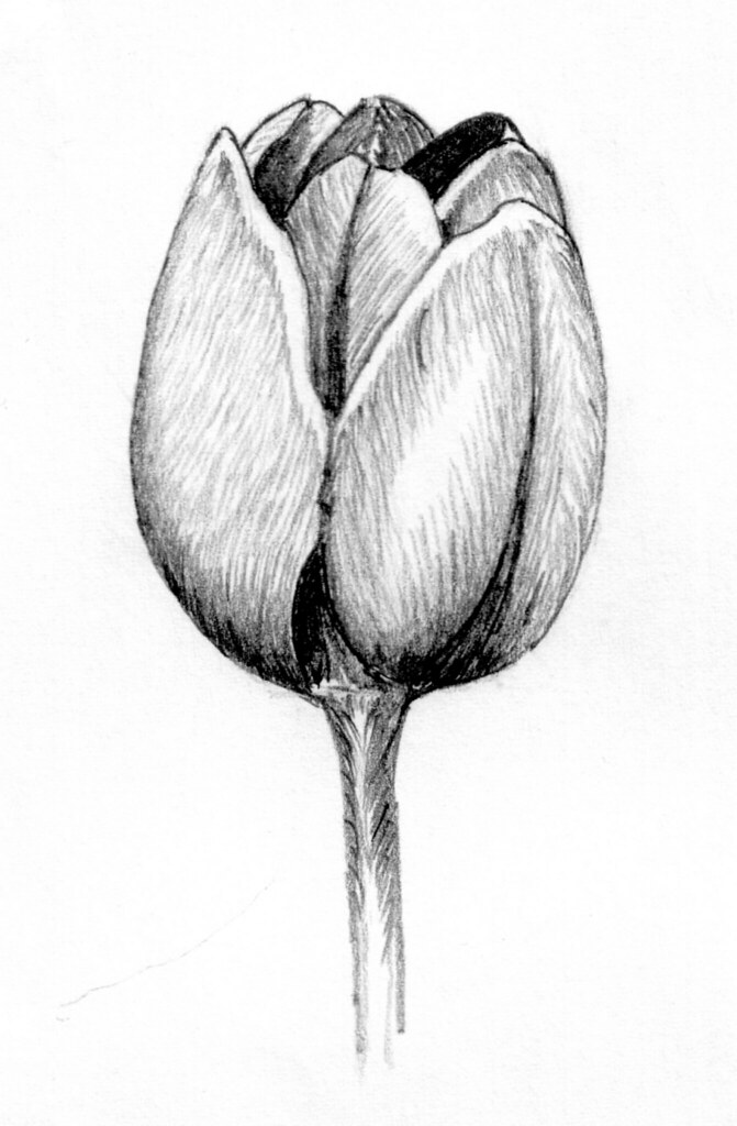 Tulip Pencil Drawing | Pencil drawing of a Tulip done from m… | Keith ...
