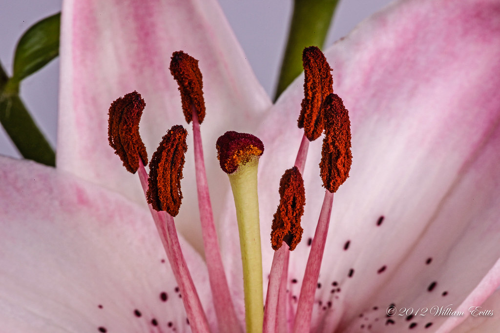 Macro of Pistil & Stamen of Lily Flower | Macro of Pistil & … | Flickr