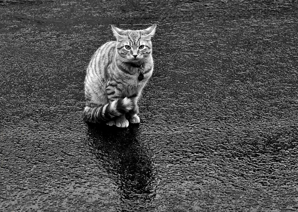 ernest hemingway cat in the rain