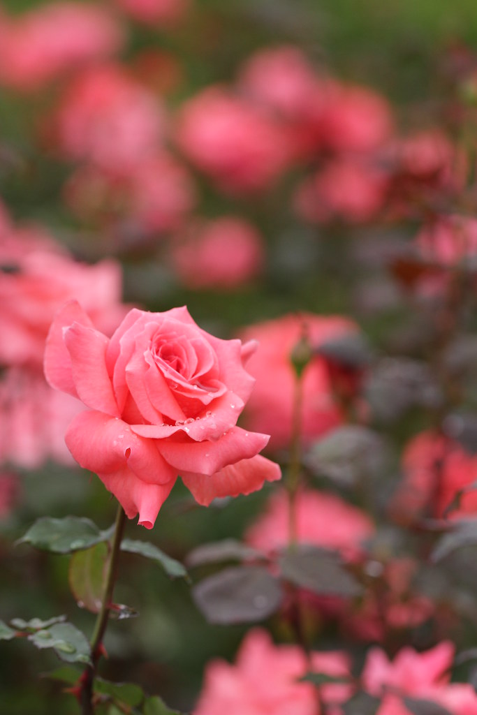 Roses after rain | After I visited Showa Kinen Park, I visit… | Flickr