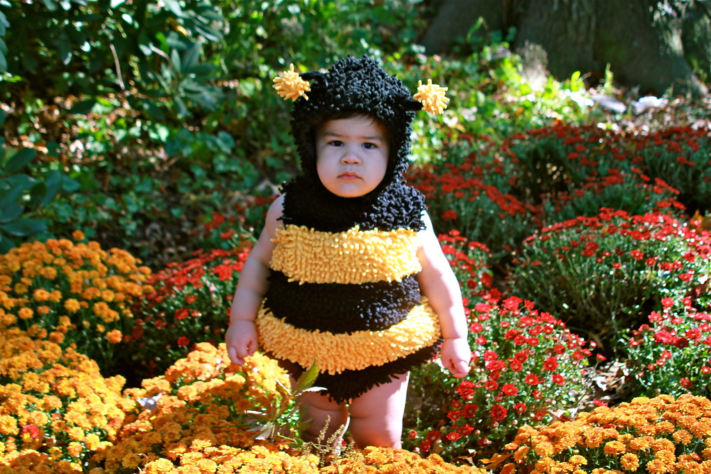 Grumpy bee | operabug | Flickr