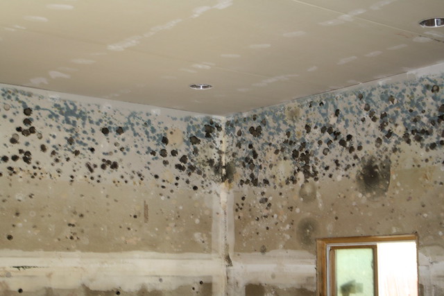 Mold in flooded home