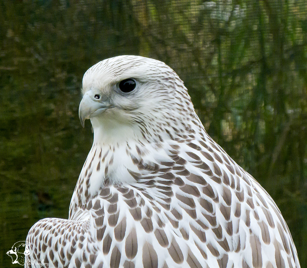 White Falcon | The Long Experience | Flickr