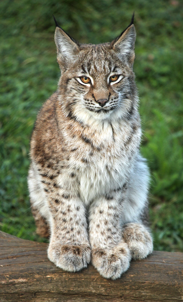 Lynx kitten Whipsnade Zoo, Bedfordshire Debs Flickr