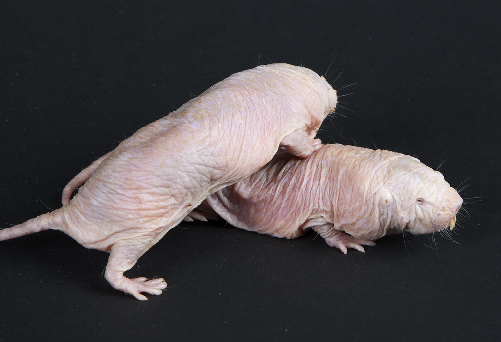 The National Zoos Naked Mole-rats: Living Well 