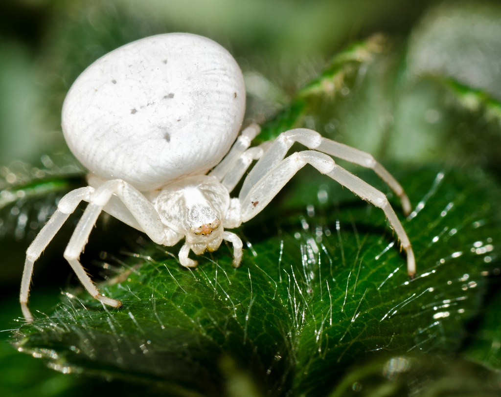 Crab Spider - Misumena vatia | A pure white spider also know… | Flickr