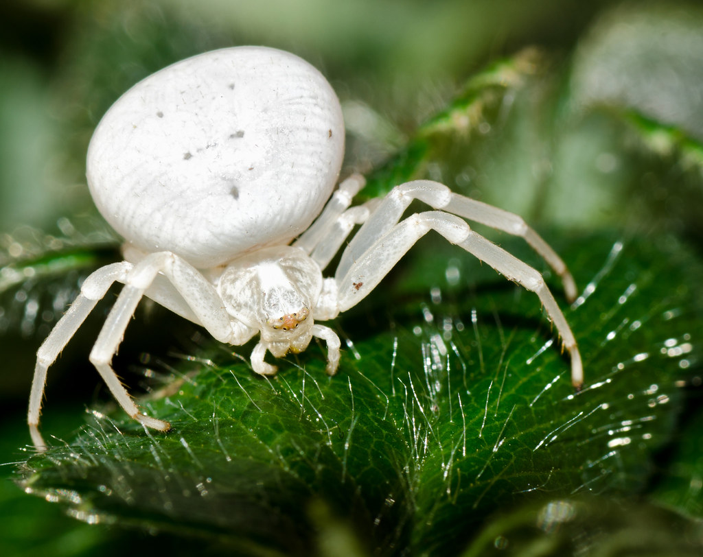 Crab Spider Misumena Vatia A Pure White Spider Also Know Flickr   6342854472 E0a05c60e5 B 