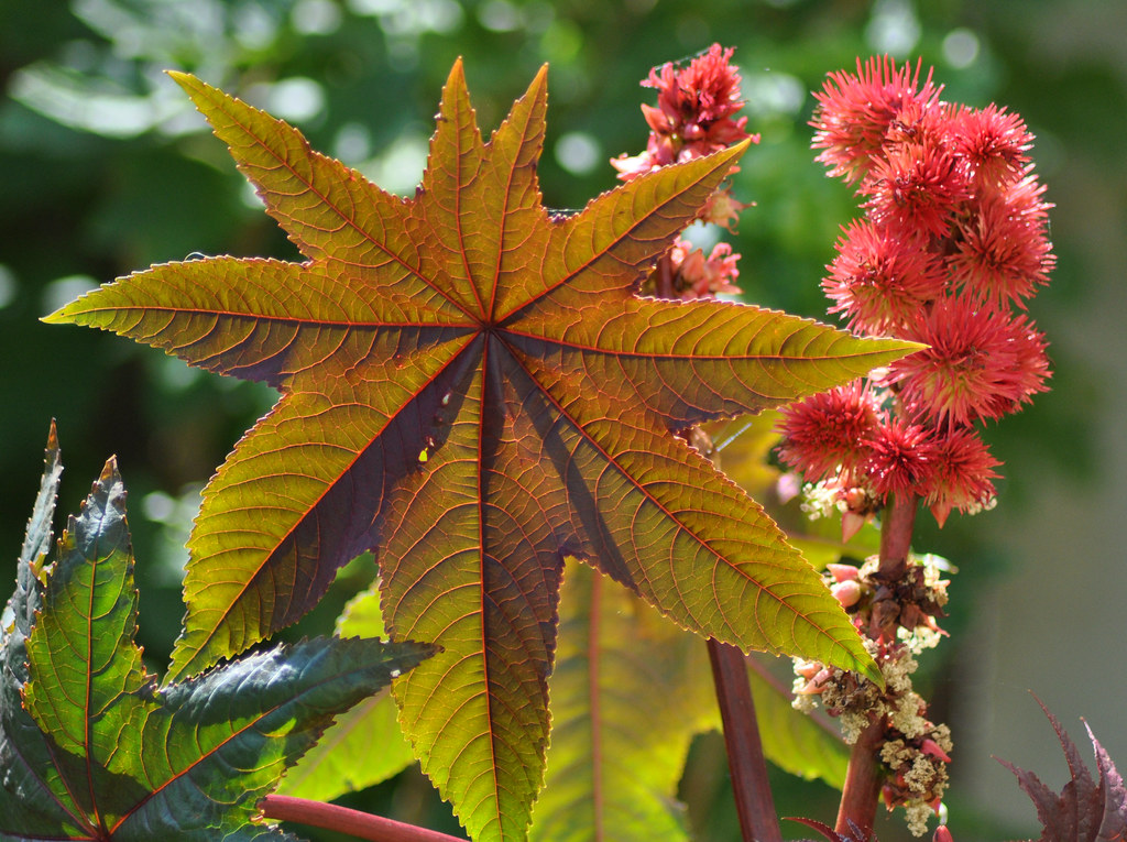 ongzi-s-secretgarden-poisonous-plants-castor-plant