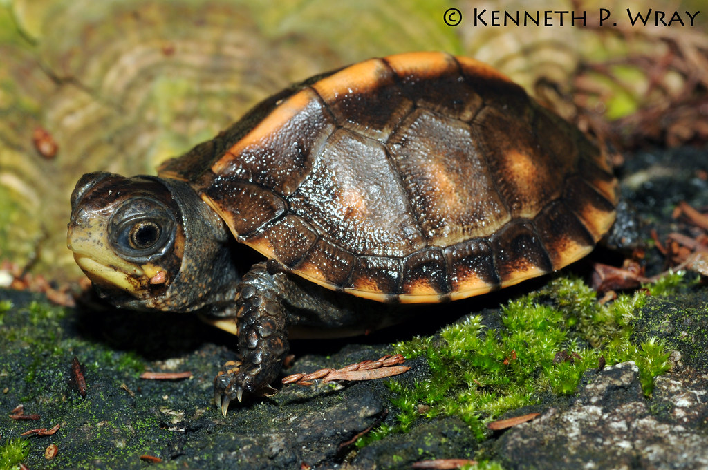 Terrapene carolina major (Gulf Coast Box Turtle) | A hatchli… | Flickr