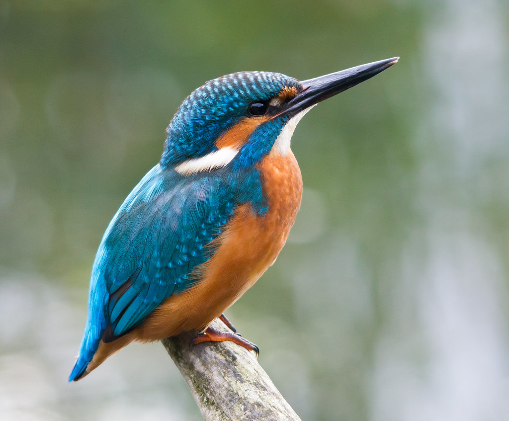 kingfisher-symbolism-discovering-the-hidden-meaning-of-this-regal-bird