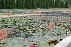 Chinese Waterlily World