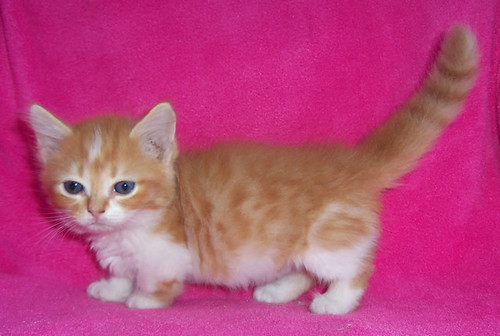 orange and white Munchkin kitten female ...