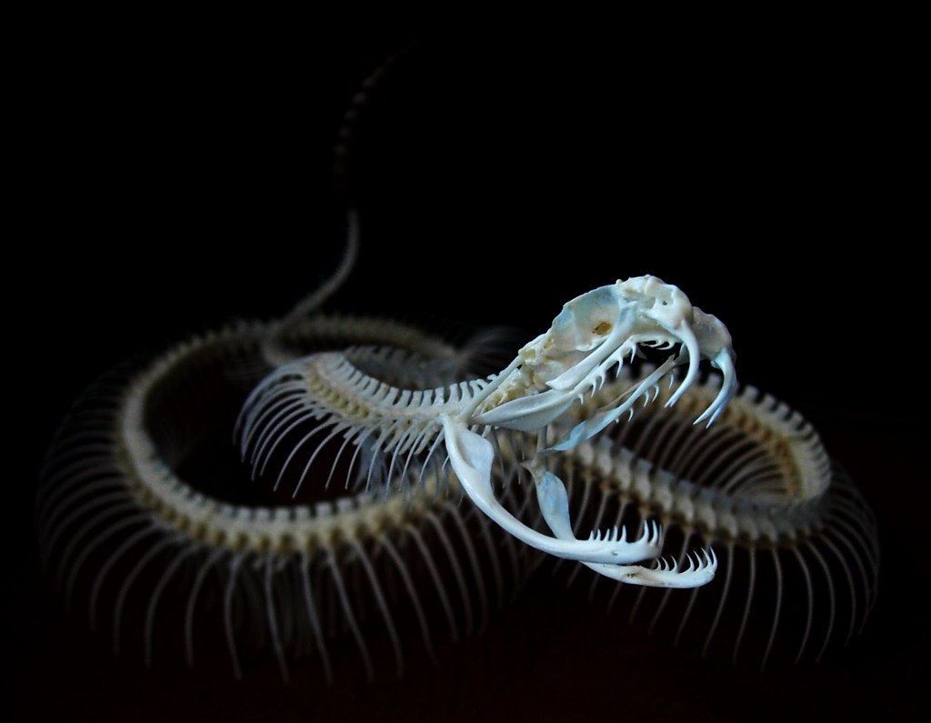Diamondback rattlesnake skeleton | Crotalus atrox skeleton. … | Flickr