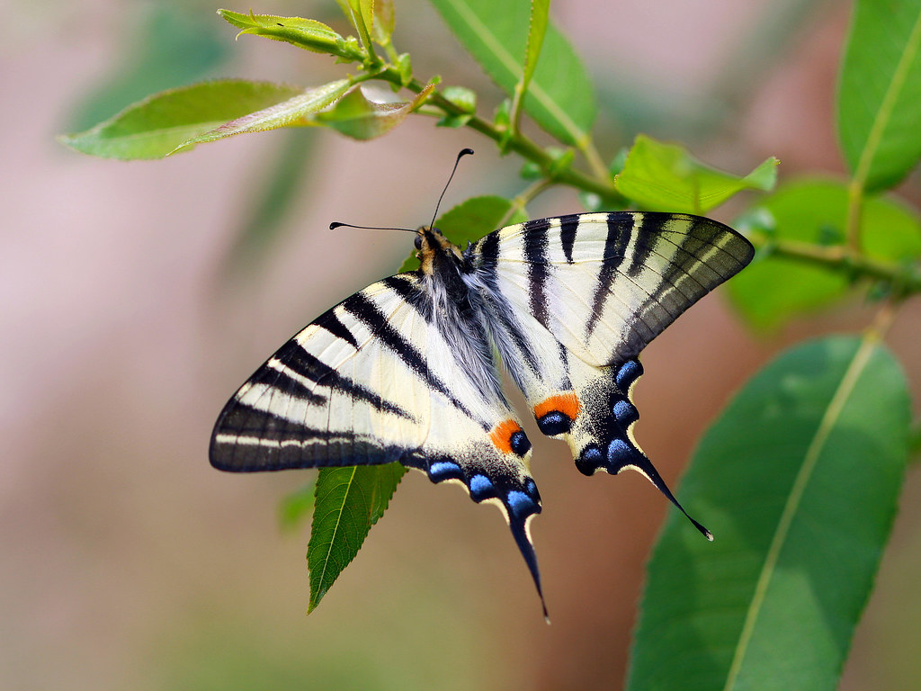Scarce Swallowtail Butterfly. Scarce Swallowtail 