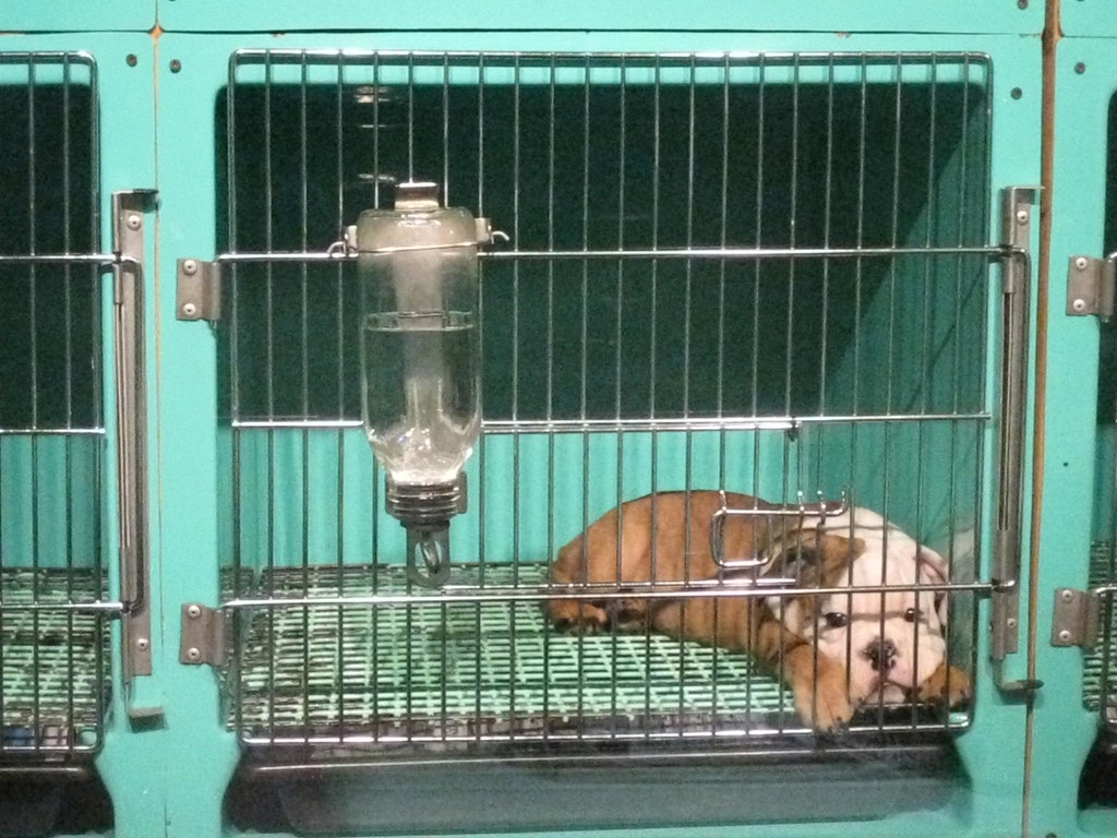 Bulldog puppy in cage bf_photos Flickr