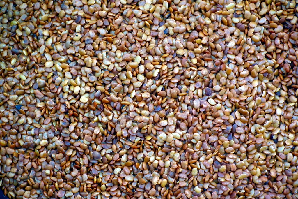 Horse Gram | Horse Gram (Macrotyloma uniflorum) is one of th… | Flickr