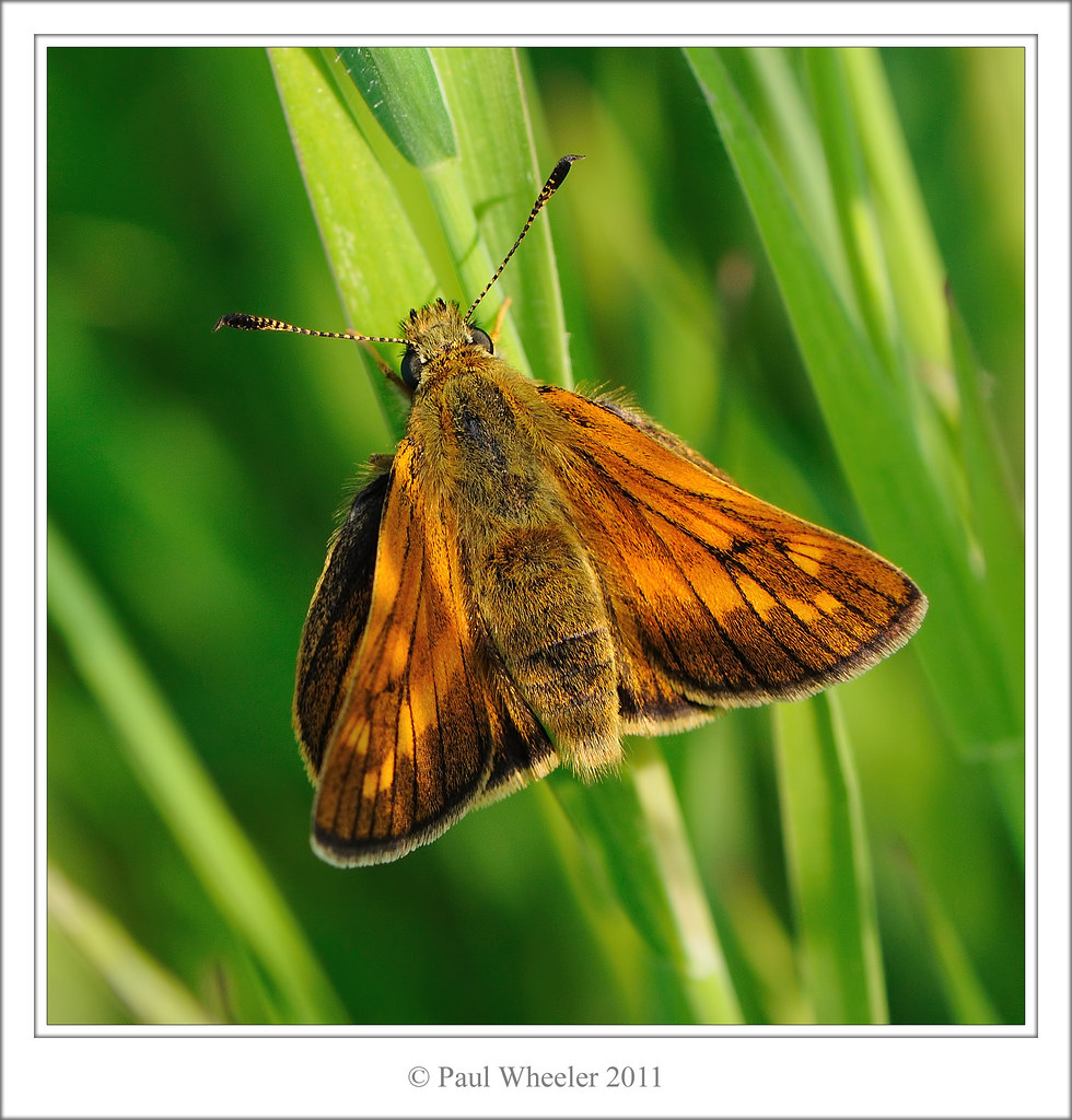 Large Skipper Butterfly | Large Skipper (Ochlodes venata) Th… | Flickr