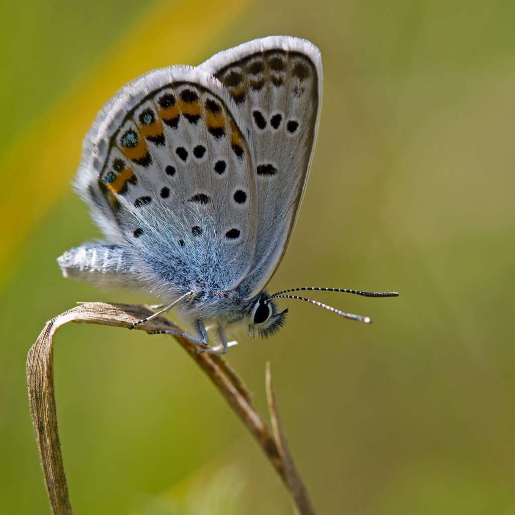 Plebejus argus | Plebejus argus Blues Butterflies (Polyommat… | Flickr