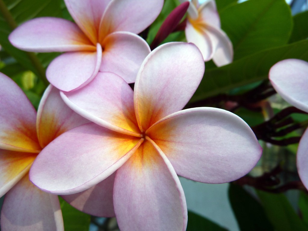 Fiori del frangipane - Frangipani flowers | Silvana Gallone | Flickr