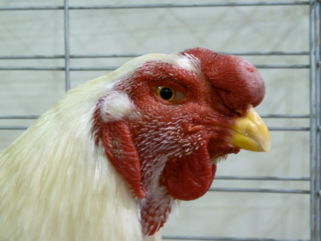 Malay Cock 70