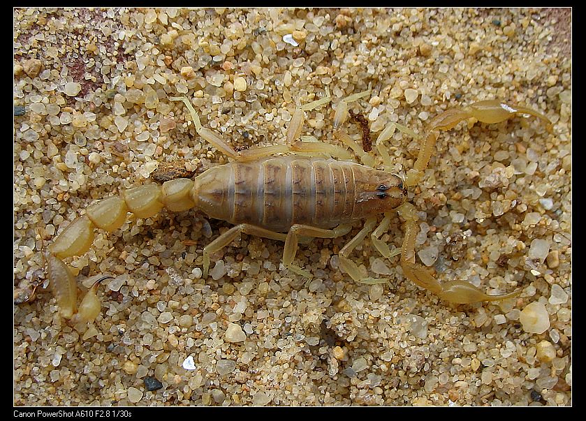 Пестрый скорпион (Mesobuthus eupeus), фото фотография 