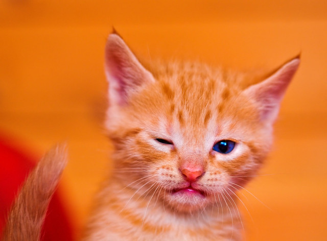 Cute winking kitten!