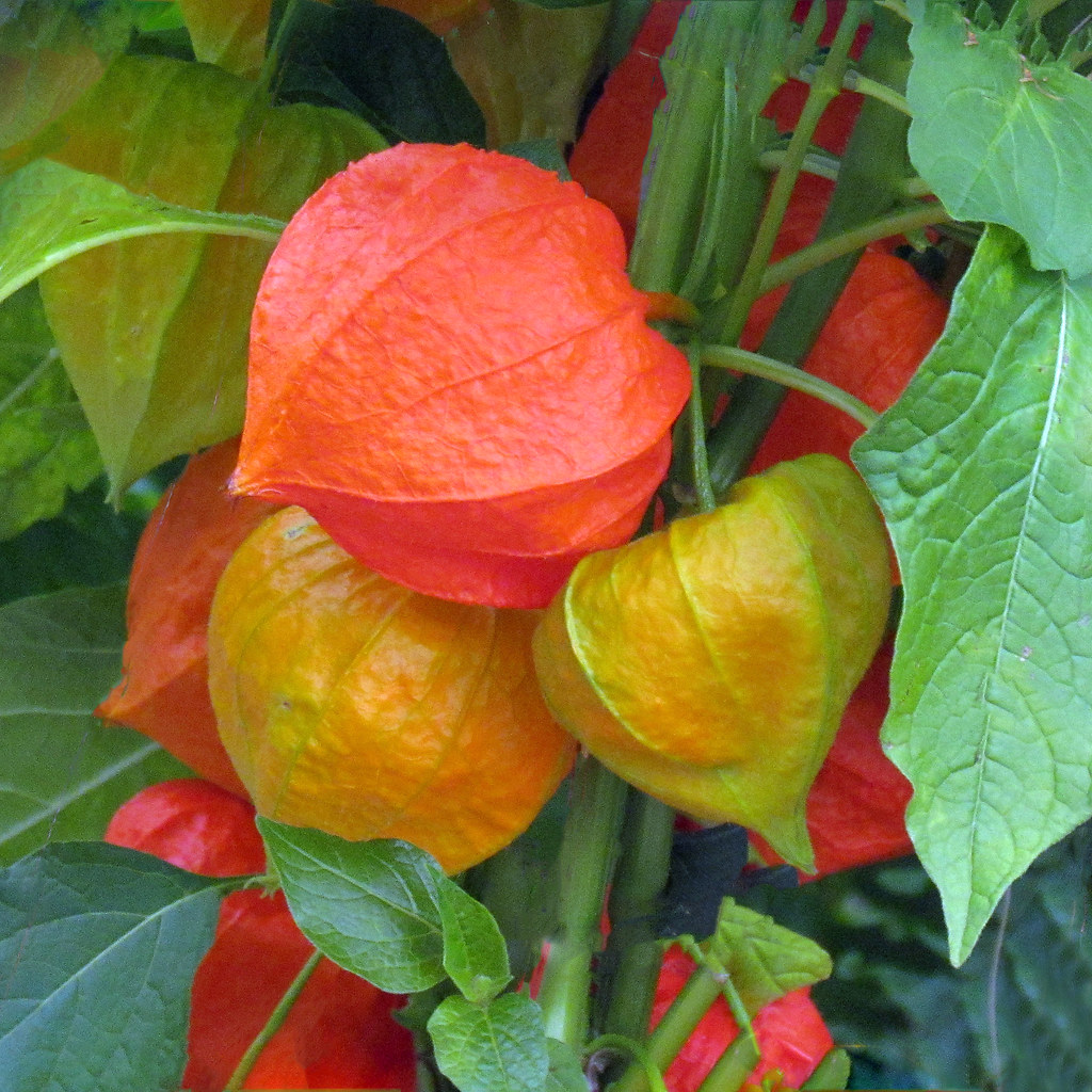 Chinese Lantern Flowers | It gets its name from the calyx, t… | Flickr