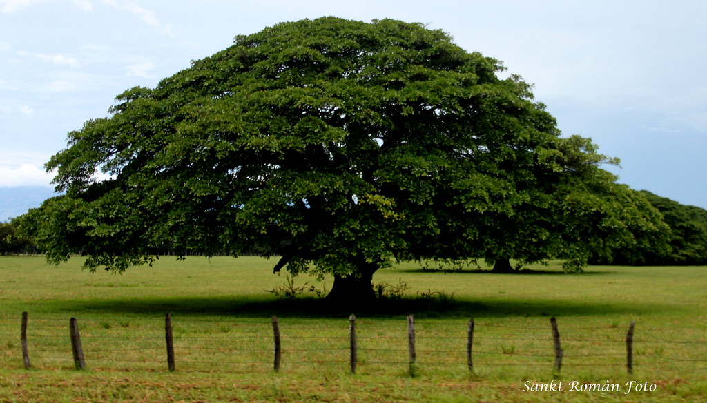 El Árbol de Guanacaste. 