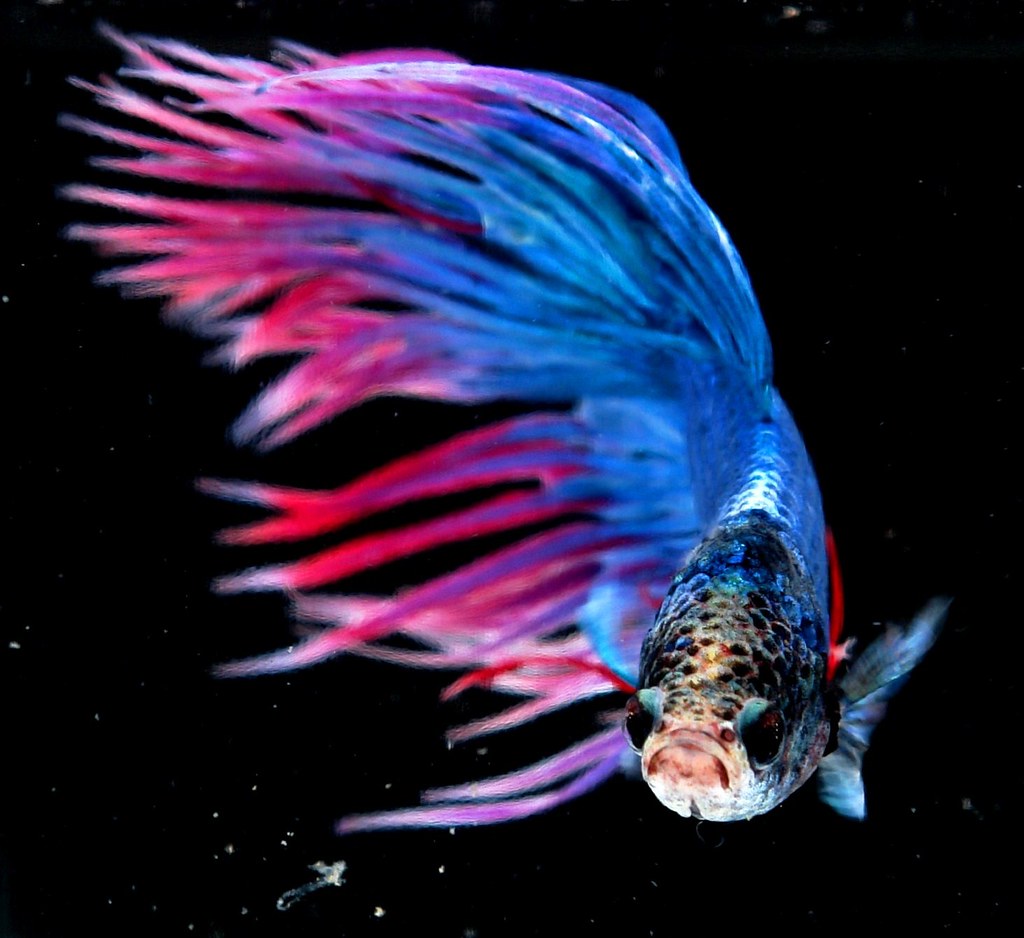 Crown Tail Siamese Fighting Fish (Betta splendens) | Flickr