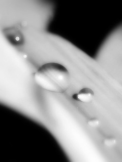 Drops of sparkle | View in lightbox. | Jayt74 | Flickr