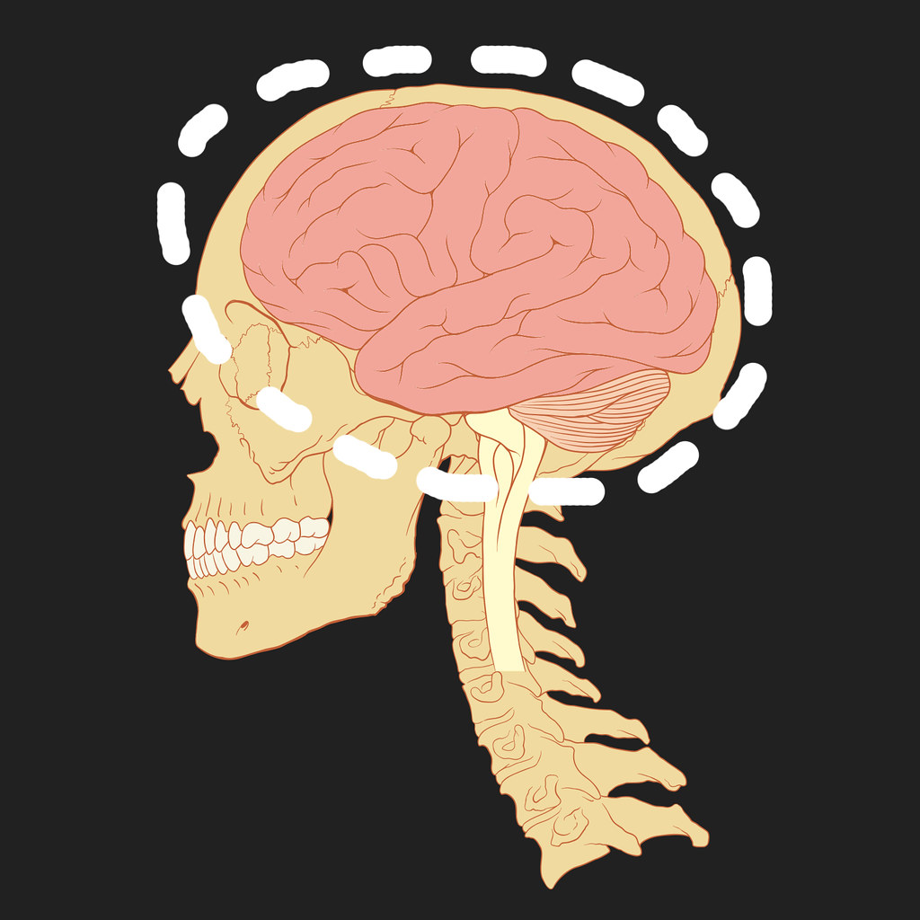 Resultado de imagen para cerebro humano