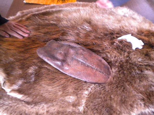 Beaver Pelt & Tail | Flickr - Photo Sharing!