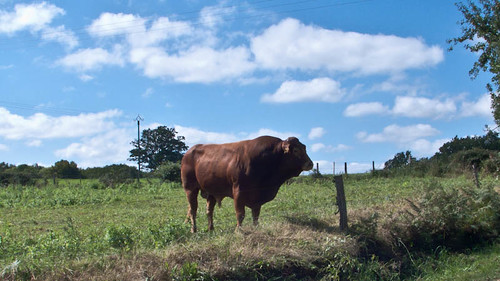 France, Limousin bull