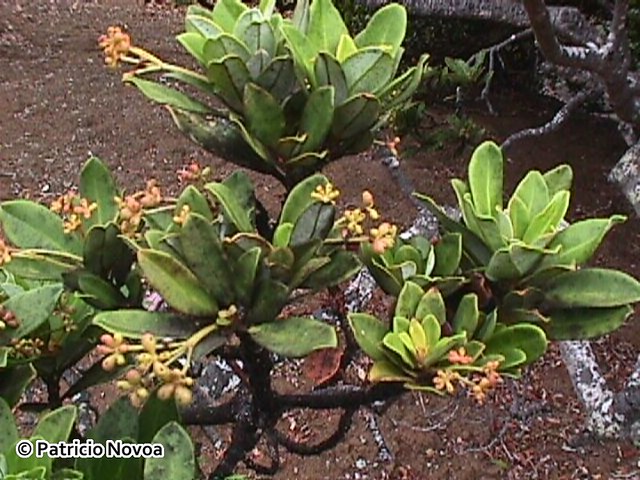 Drimys confertifolia