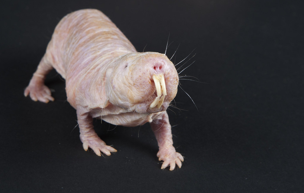 Naked Mole-Rat 20th Anniversary at the Smithsonians Natio 