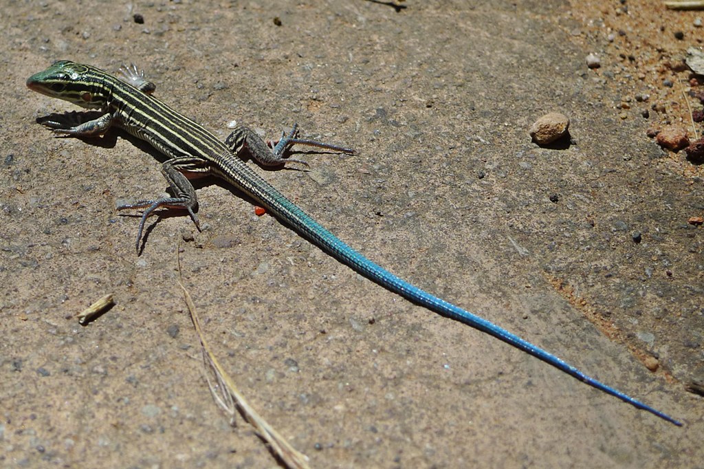 blue tailed lizard
