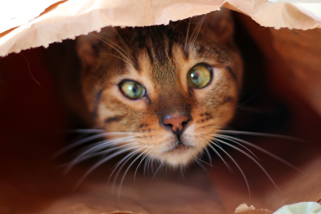 Peeking Out | CameraCat. | Flickr
