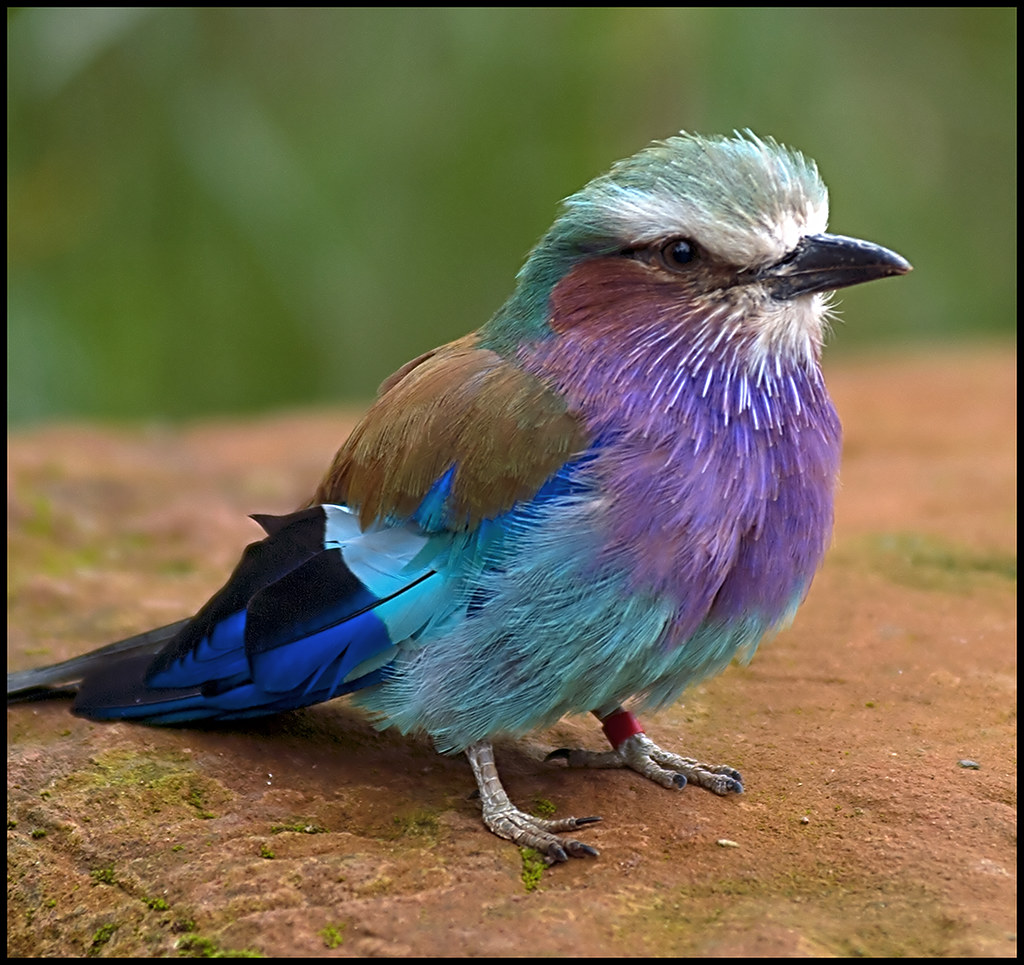 Lilac-breasted Roller Bird | Photographed at Chester Zoo | Flickr