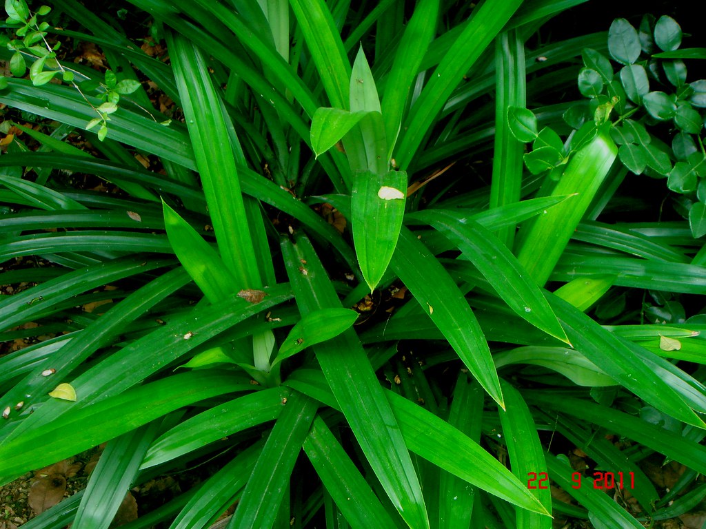 Pandanus amaryllifolius Roxb Alor  Setar  Kedah 