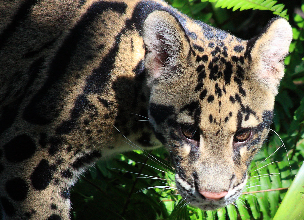 Clouded Leopard Cub Portrait | Lowry Park Zoo Tampa, Florida… | Flickr