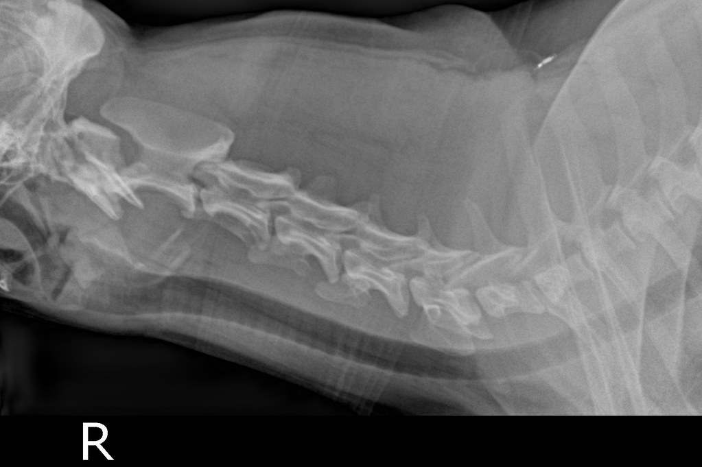 Lateral Cervical Spine DOG | Lateral Cervical Spine ( withou… | Flickr