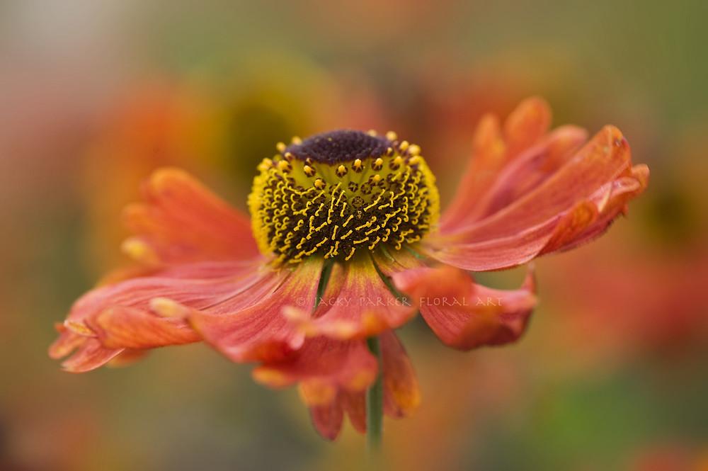 Simply Sneezeweed by Jacky Parker