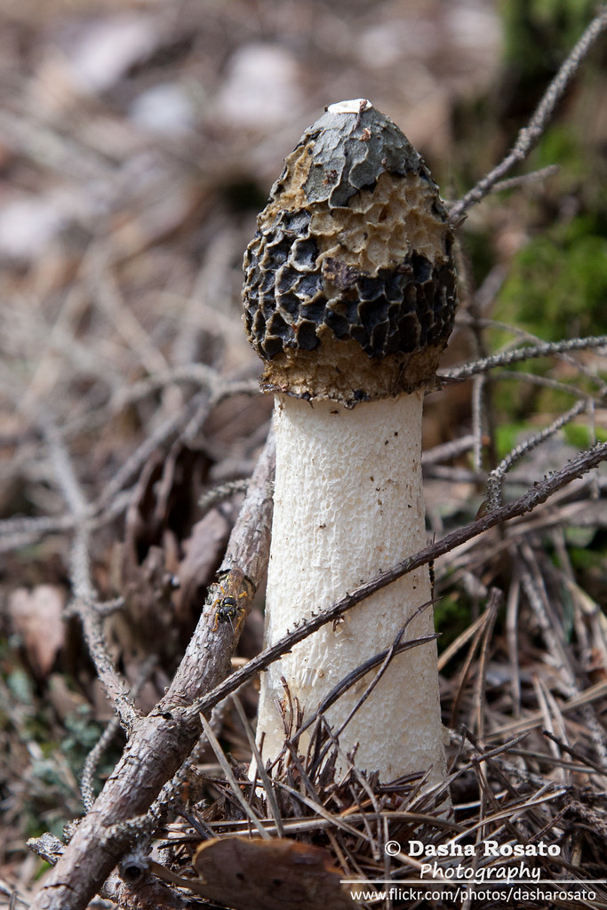 Stinkhorn Mushroom Strange looking mushroom with bright