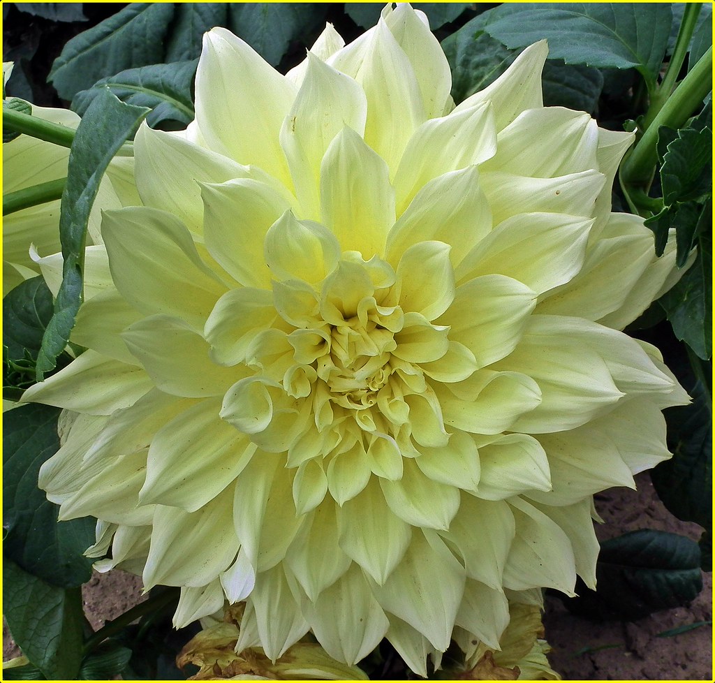 Huge Yellow Dahlia | Very Large Flower Indeed. Seen In A Fie… | Flickr