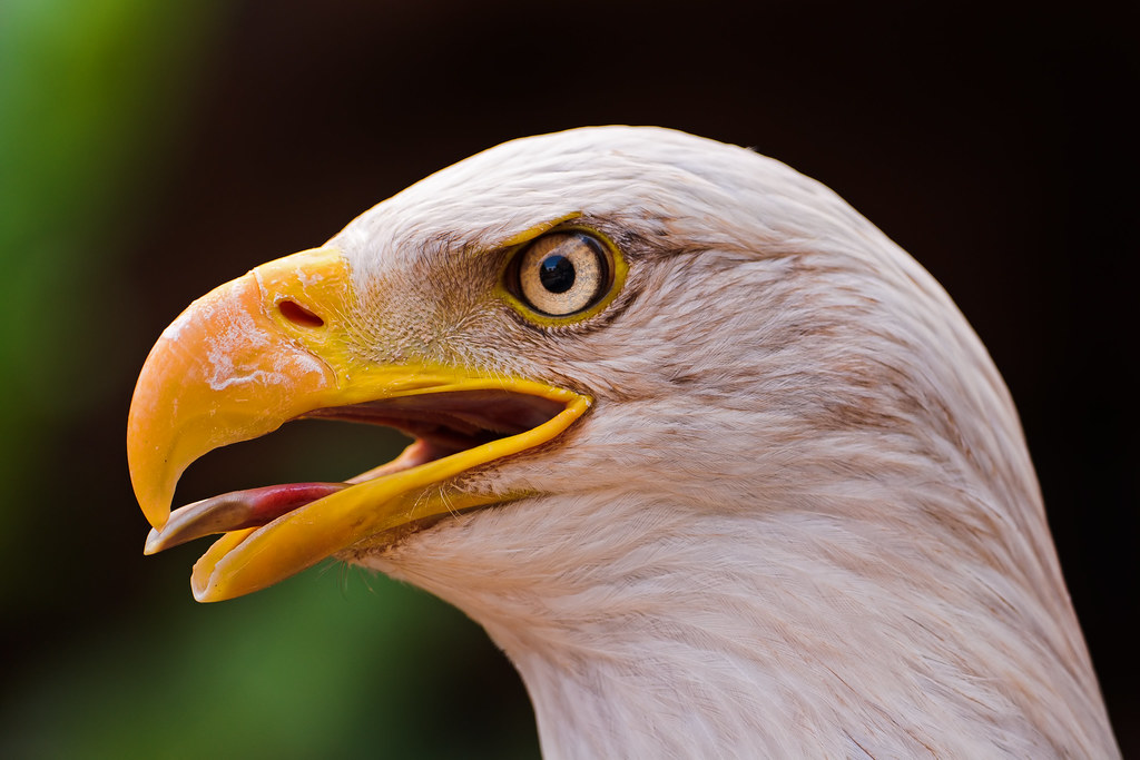 Bald eagle showing its tongue | I like this portrait of this… | Flickr